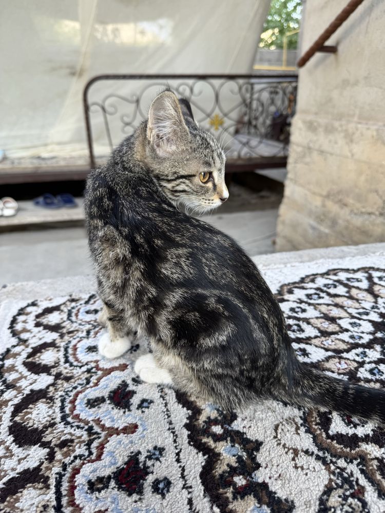 Котенок 3 месяцев (мальчик)