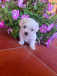 Bichon două luni își caută căsuța