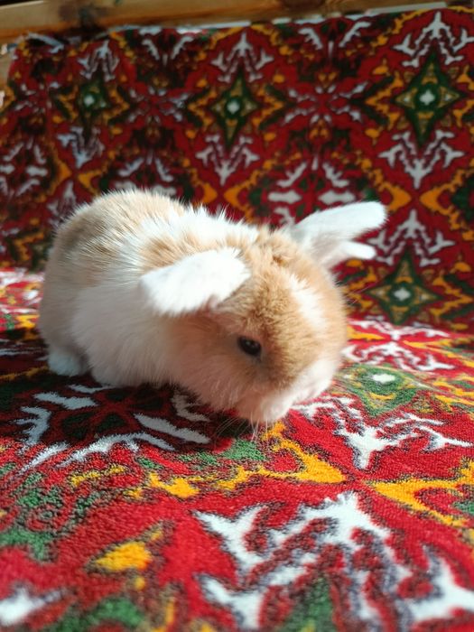 Karlik baran Sotiladi