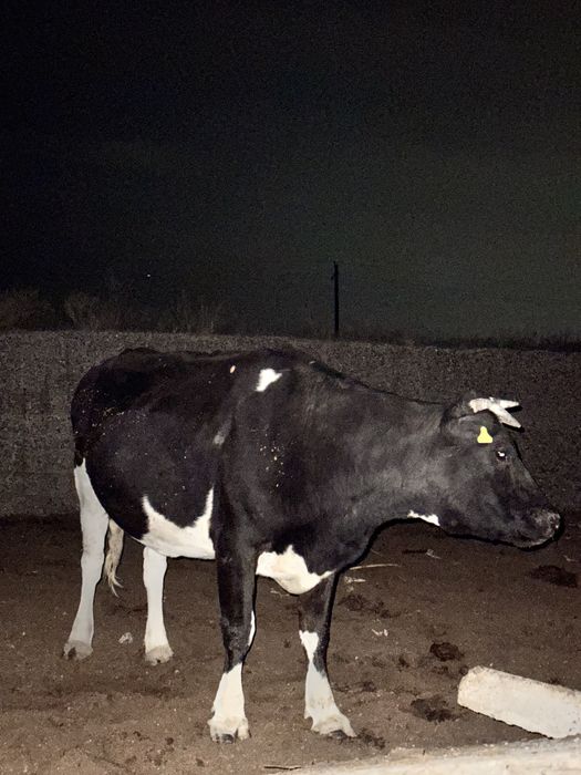 Сиыр сатылады! Биеге обмен бар