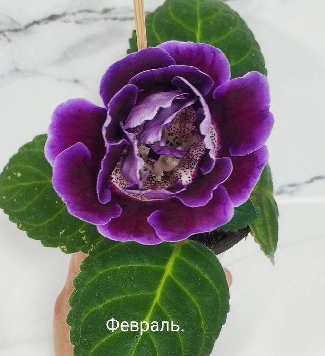 Цветущие глоксинии.