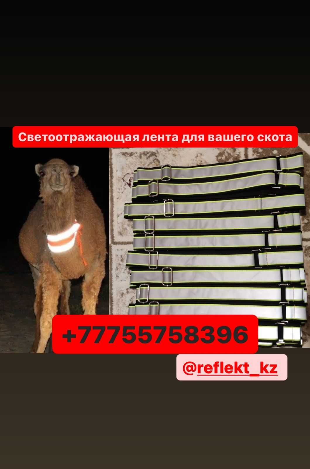 Светоотражающие ошейники ленты для скота Доставка есть оптом цена ЖМИ!