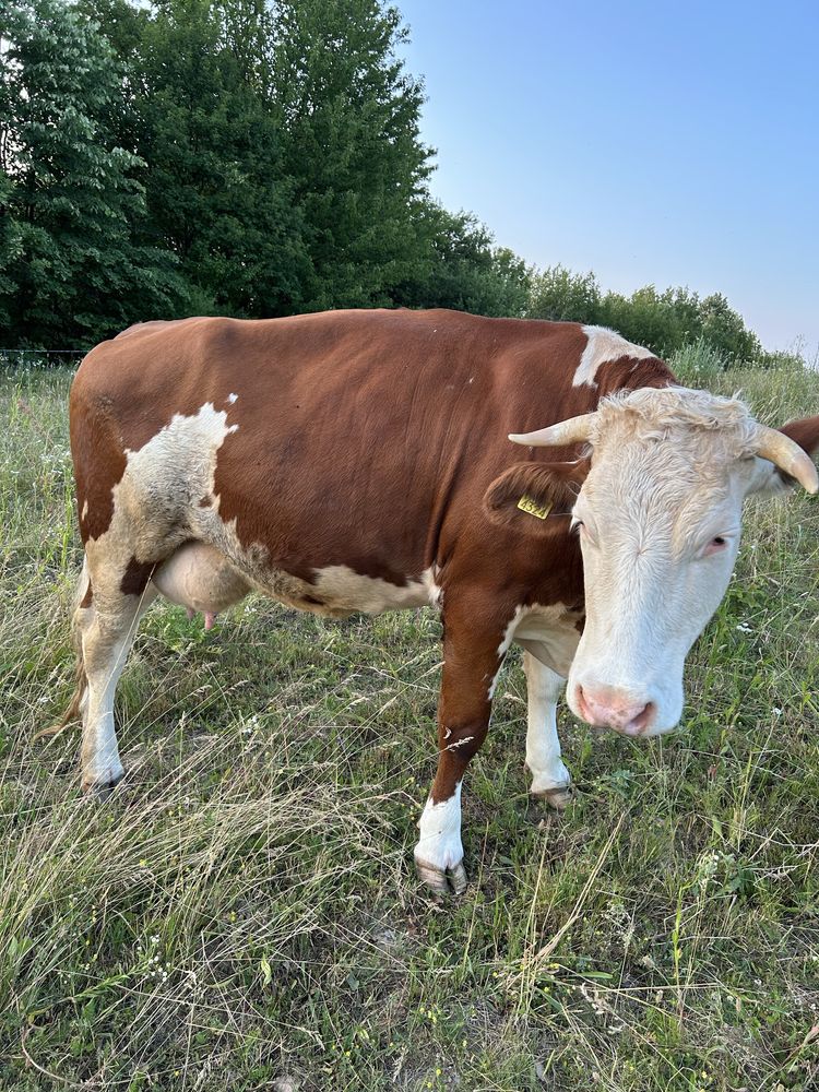Vand vaca cu lapte la prima fatare