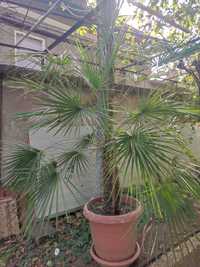 Палма Trachycarpus princeps