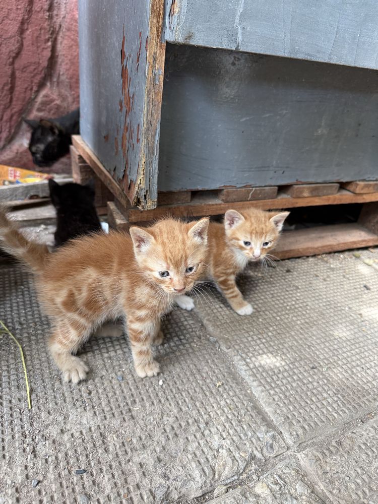 Малки котенца търсят дом