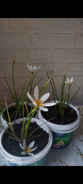 Продаю Лилия цветок