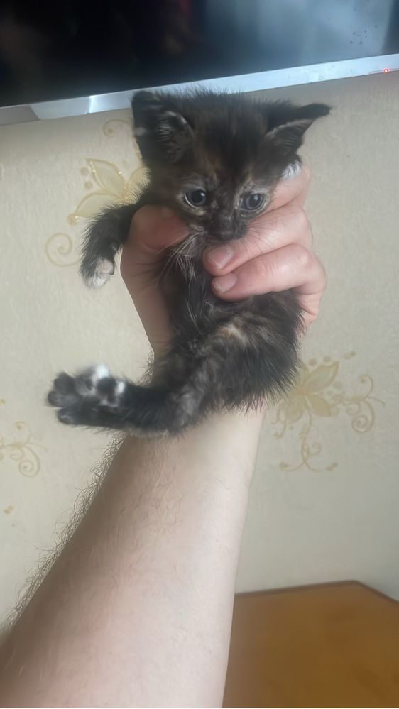 Котята 5 шт бесплатно