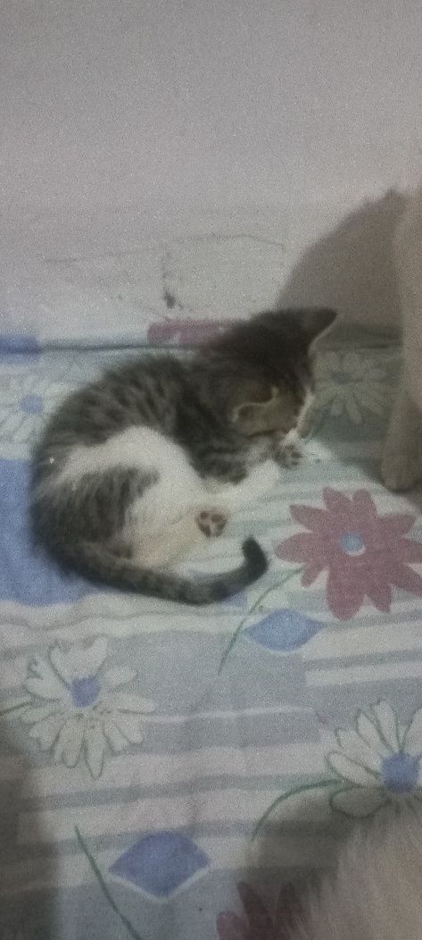 Котята умные милые девочки
