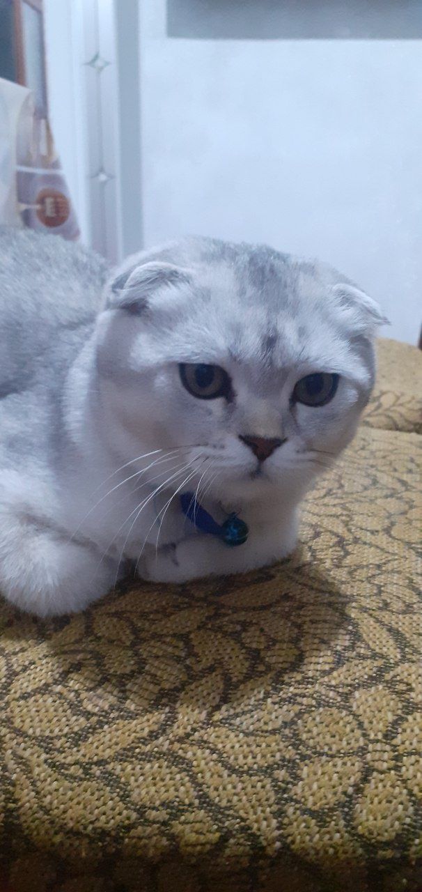 Скотиш фолд шиншилла
