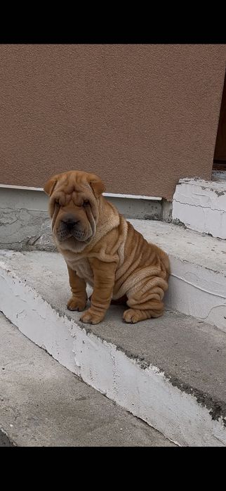 Прекрасен  Шарпей