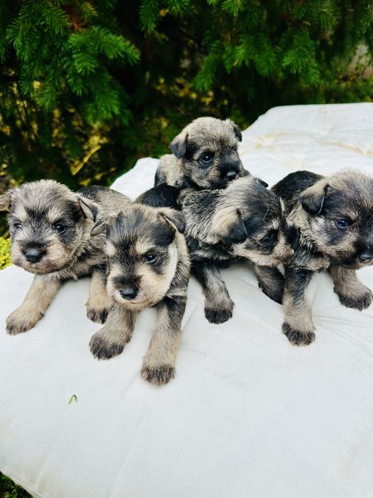 Продавам кученца мини шнауцер (цверг шнауцер)