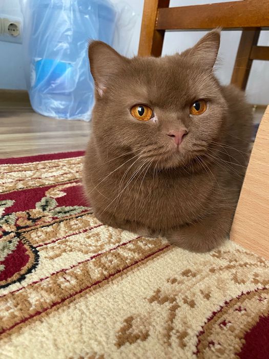 Отдам кошку в добрые руки