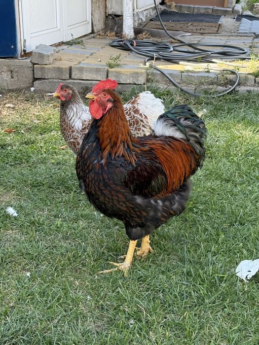 Cocoș de vanzare