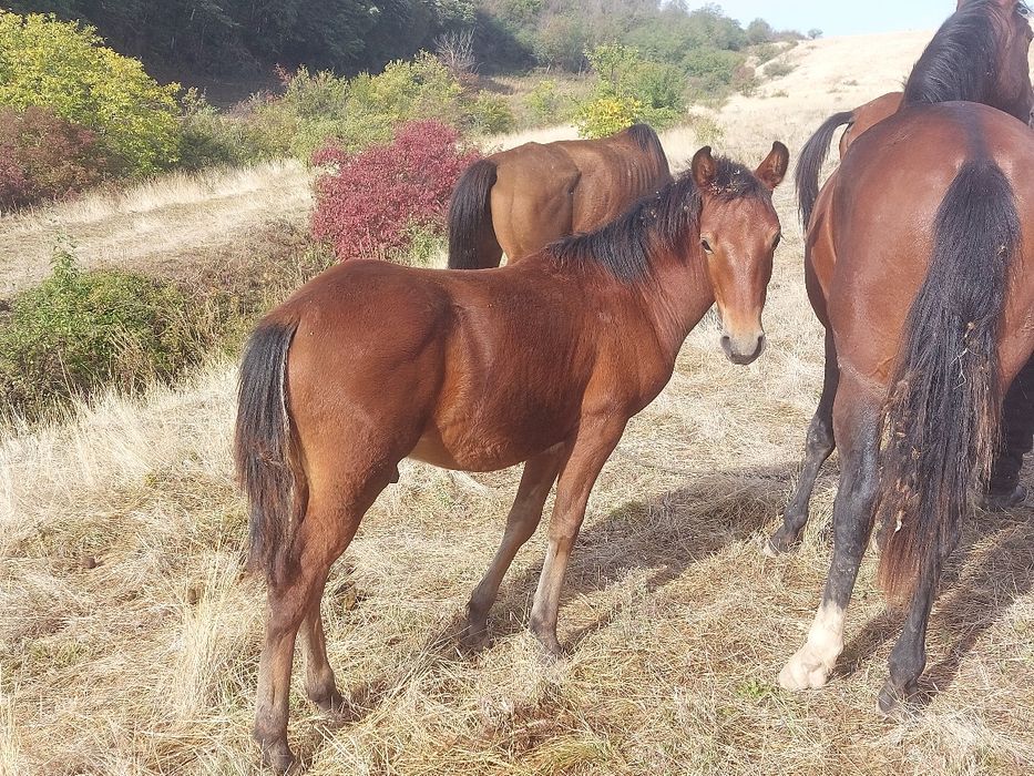 кон с жребче  7 години