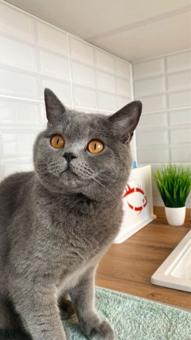 Отдам кота британца