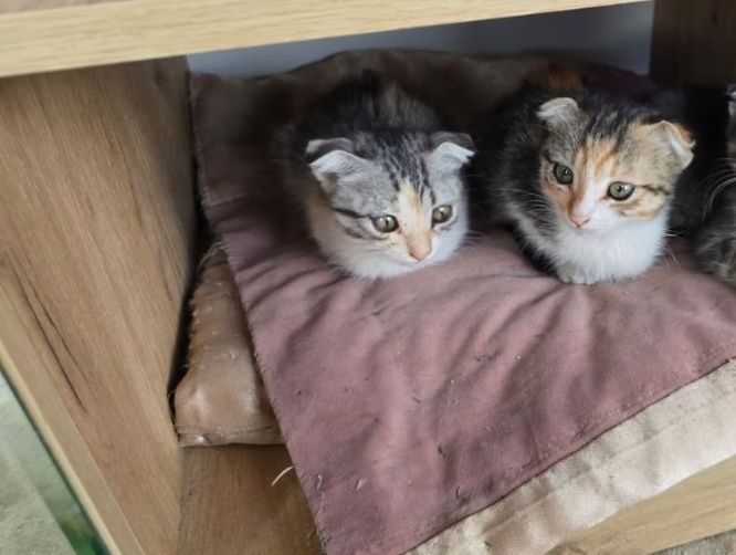 Срочно отдам даром котят