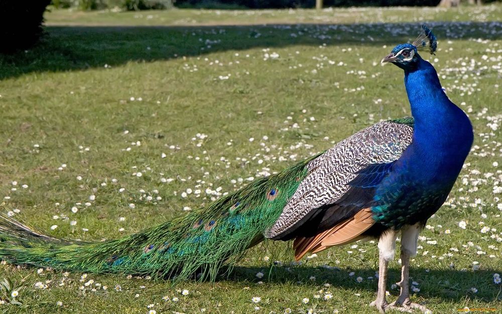 Товусар сотилади!!!