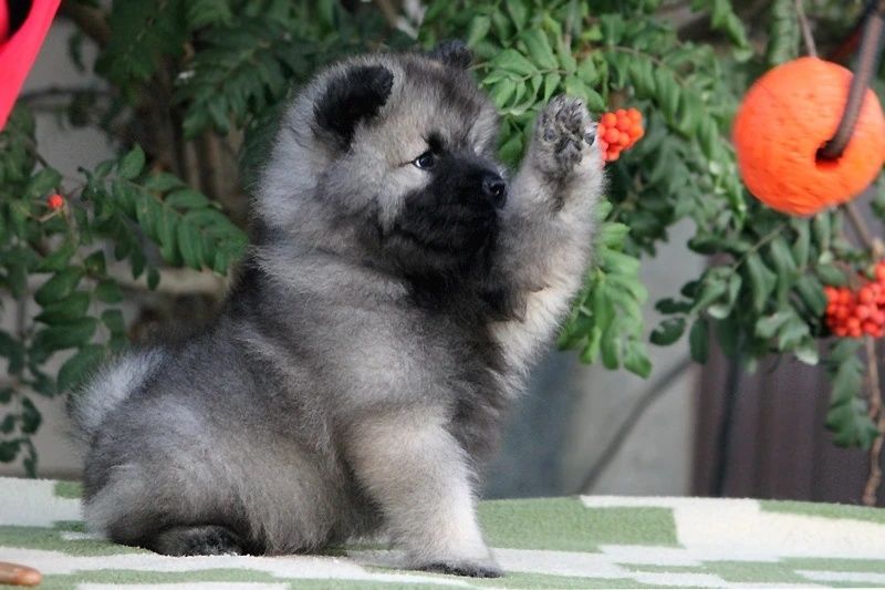 Собака которая ни кого не оставит равнодушным  щенки Кеесхонда