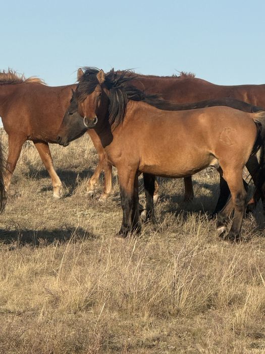 Продам мугалджарского жеребца 2022 года