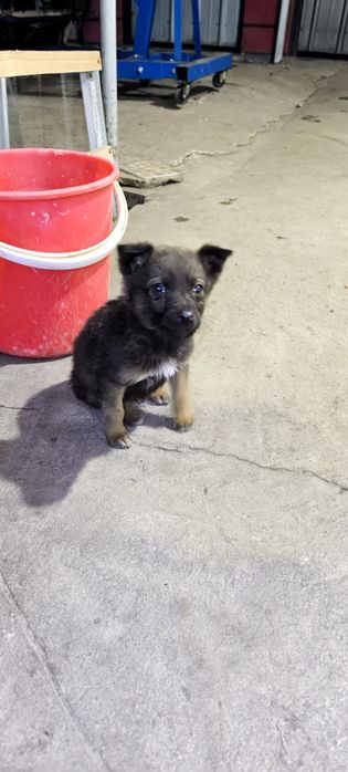 Отдам щенка в хорошие руки