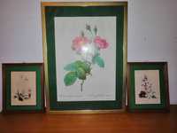 3 x tablou plansa botanica print flori trandafir nalba brandusa