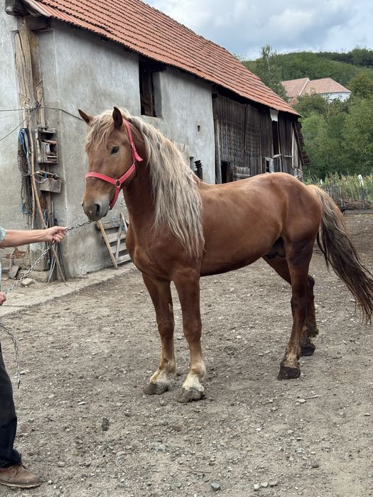 Vand armasar 4 ani nu  ma intreseaza schimb