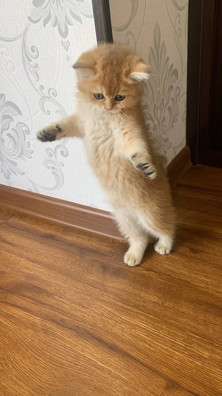 Продам золотистый британскую кошку