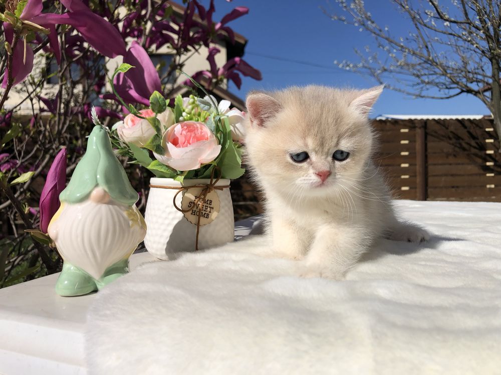 Baietel British Shorthair Chinchilla Golden Blue ay 12. Superb!