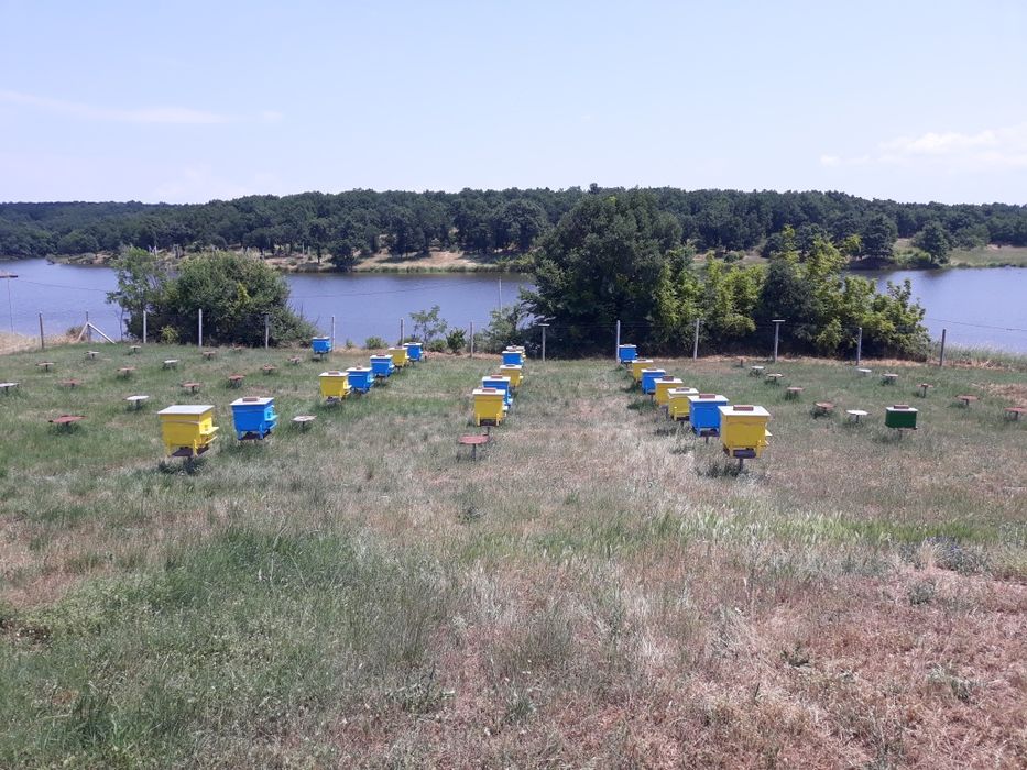 кошери пчели пчелни семейства