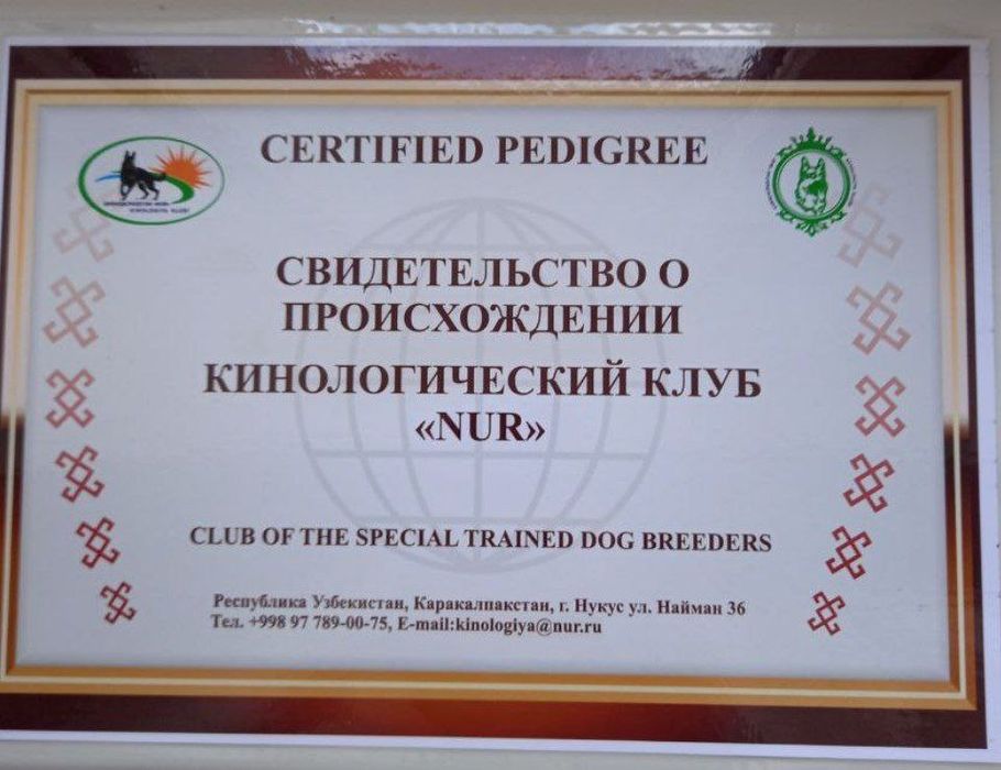 Продаётся чистокровная немецкая овчарка.