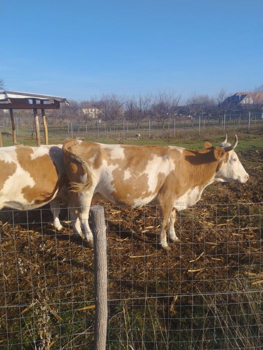 Vând 2 vaci cu lapte