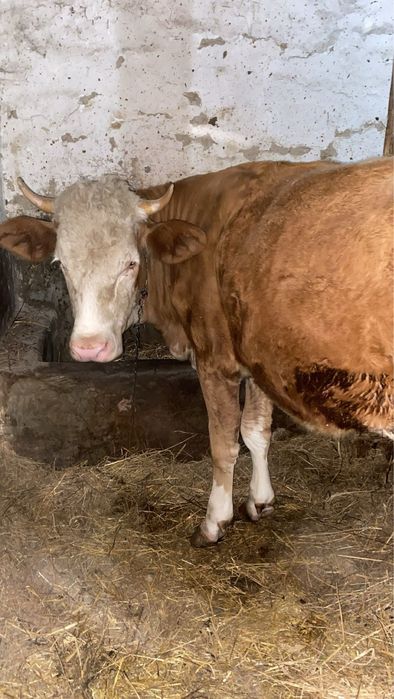 Vând vitea, băltata romîneasca