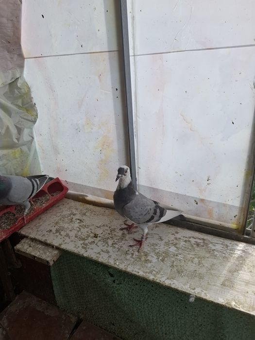 Vând porumbei voiajori sport