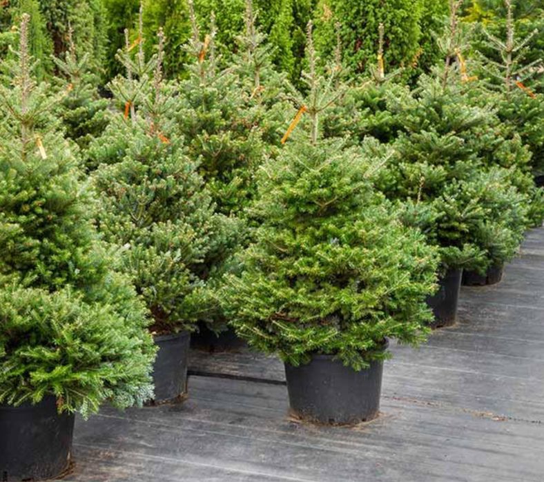 Vand brazi-normandian-argintiu-picea punges diferite specii