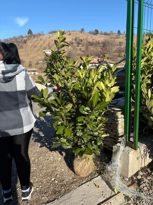 Laur englezesc 1m - 2m pentru formarea unui gard viu/ calitate premium