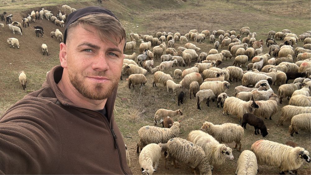 Vand 80 de oi ai 40 de carlani