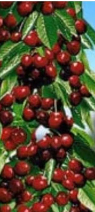 Nuci si pomi fructiferi de vânzare