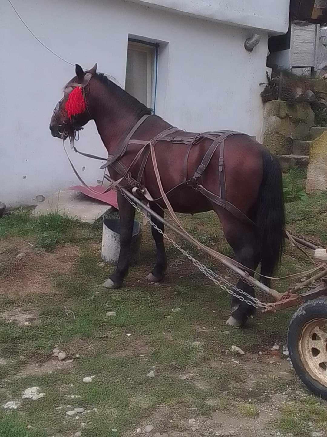 Vand si un armasar Vnd capre bune de lapte  dau și la schimb cu