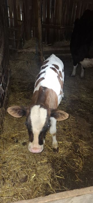 Vand vitea 1 luna jumate