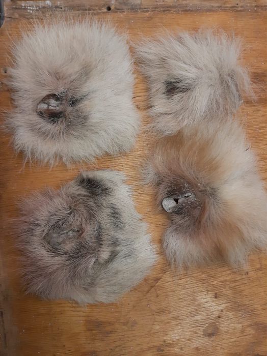 Қасқыр,аю,түлкі терісі