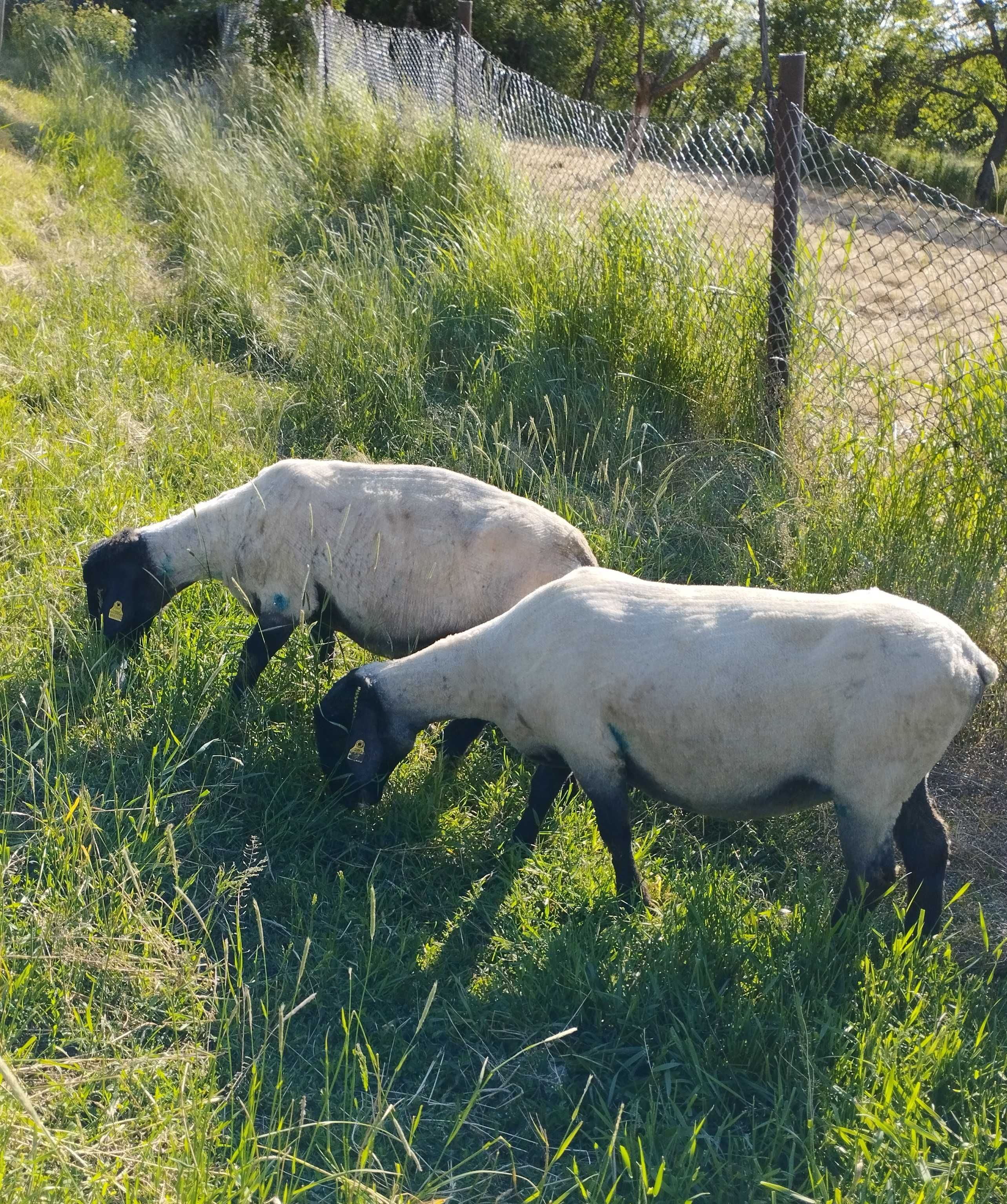Oi și berbecuți suffolk de vânzare