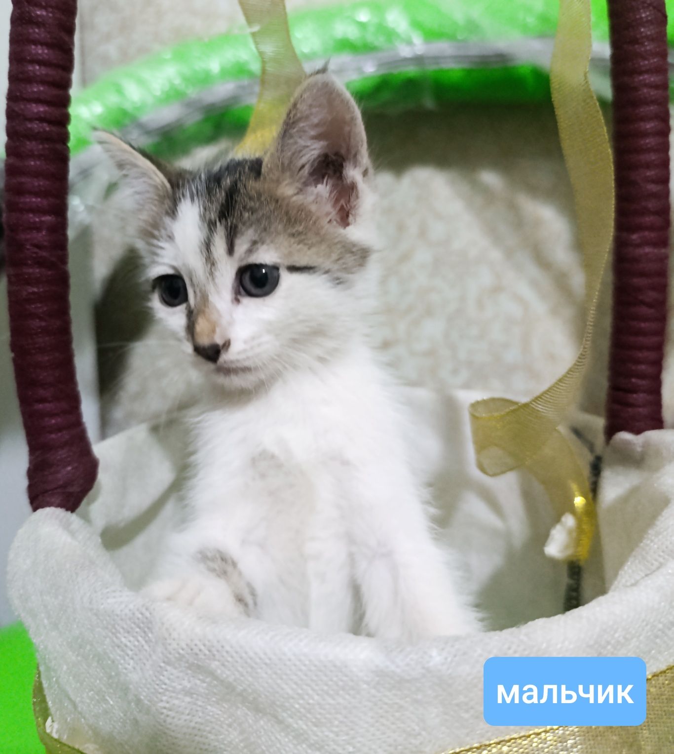 Продаются котята