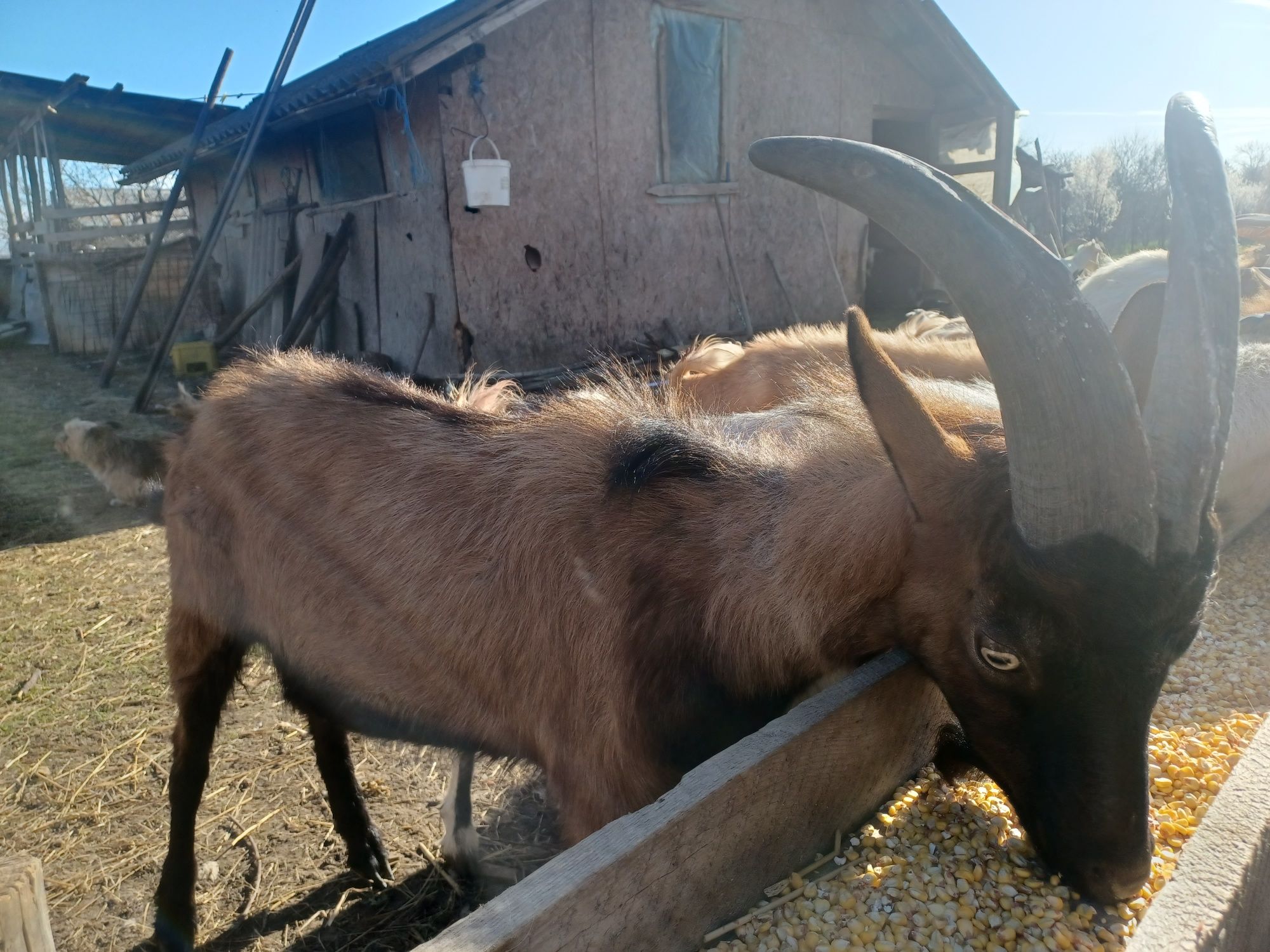 Vând tap alpin foarte cuminte și bun pentru monta