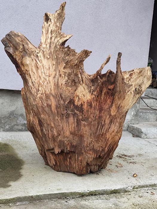 Rădăcină de stejar ,ornamental