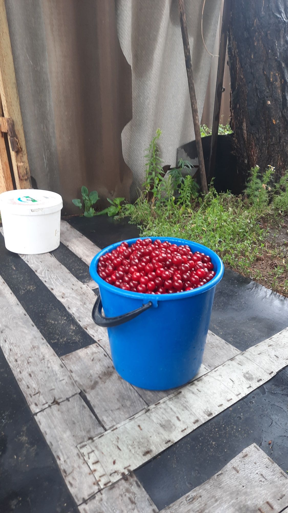 Продам вишню со своего огорода