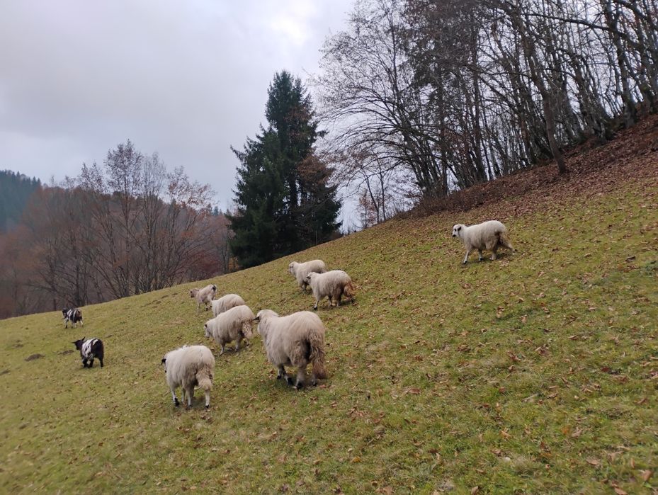 Oi de vanzare de a fata