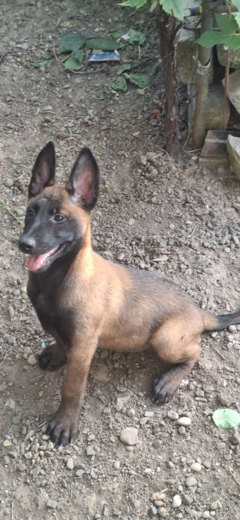 Ciobanesc belgian malinois
