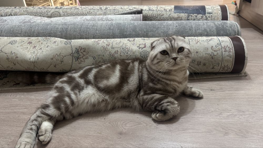 Вислоухий кот ищет Кошку