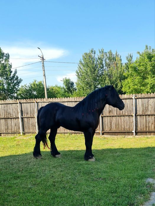 Armăsar Sânge rece unguresc