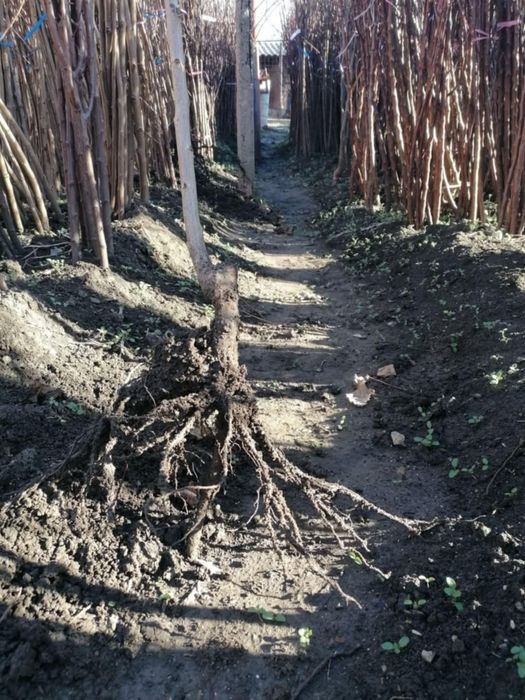 Pomi altoiți certificati fitosanitar